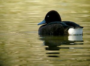 Ferruginous Duck 
&copy; Roland Ripoll