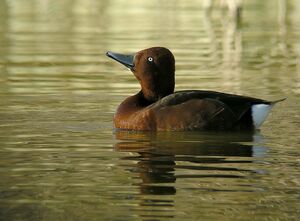 Ferruginous Duck 
&copy; Roland Ripoll