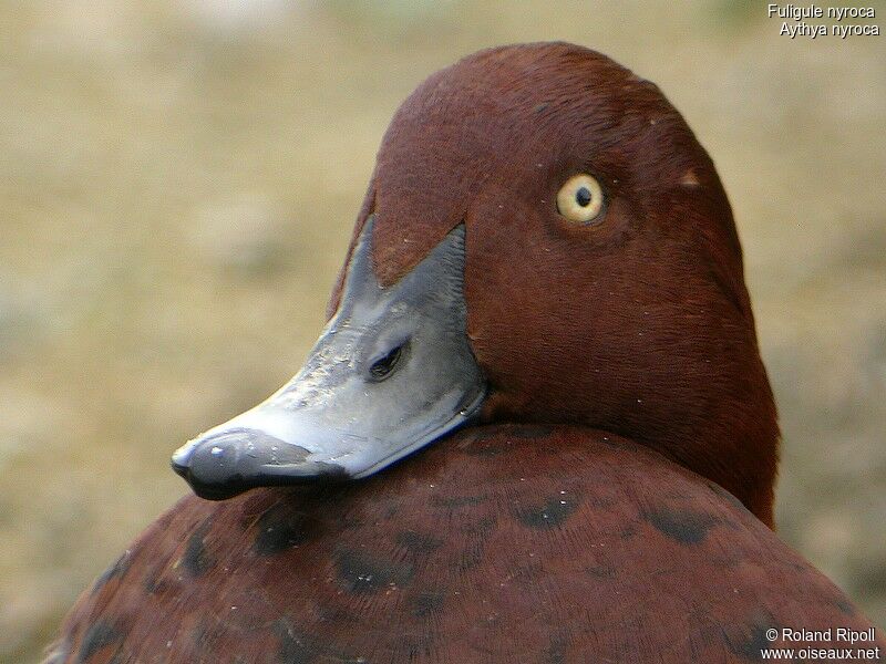 Ferruginous Duckadult post breeding, close-up portrait