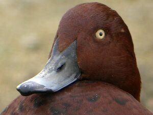 Ferruginous Duck 
&copy; Roland Ripoll