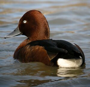 Ferruginous Duck 
&copy; Roland Ripoll