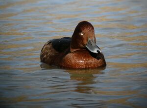 Ferruginous Duck 
&copy; Roland Ripoll