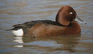 Ferruginous Duck 
&copy; Roland Ripoll