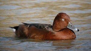 Ferruginous Duck 
&copy; Roland Ripoll