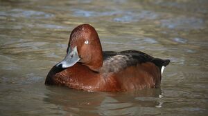 Ferruginous Duck 
&copy; Roland Ripoll