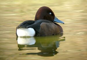 Ferruginous Duck 
&copy; Roland Ripoll
