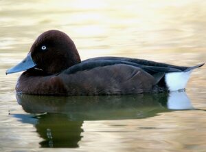 Ferruginous Duck 
&copy; Roland Ripoll