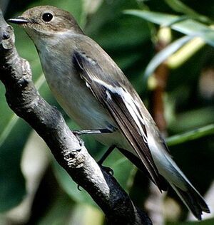 European Pied Flycatcher