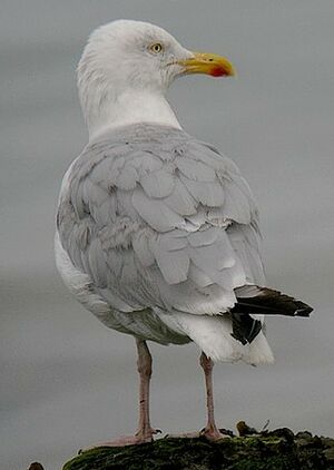 European Herring Gull