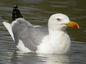 Go�land leucoph�e 
&copy; Roland Ripoll