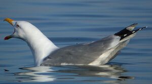 Go�land leucoph�e 
&copy; Roland Ripoll