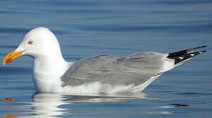 Go�land leucoph�e 
&copy; Roland Ripoll