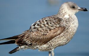 Go�land leucoph�e 
&copy; Roland Ripoll