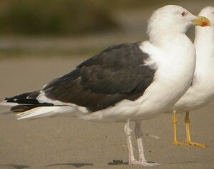 Great Black-backed Gull 
&copy; Roland Ripoll