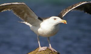 Great Black-backed Gull 
&copy; Roland Ripoll