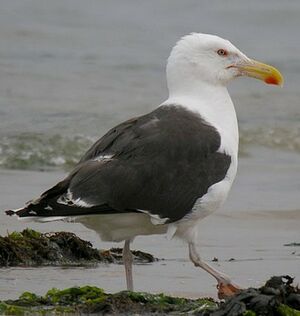 Great Black-backed Gull 
&copy; Roland Ripoll