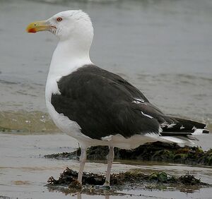 Great Black-backed Gull 
&copy; Roland Ripoll