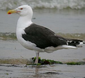 Great Black-backed Gull 
&copy; Roland Ripoll