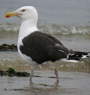 Great Black-backed Gull 
&copy; Roland Ripoll