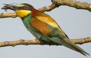 European Bee-eater 
&copy; Roland Ripoll