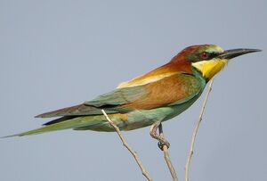 European Bee-eater 
&copy; Roland Ripoll
