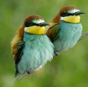 European Bee-eater 
&copy; Roland Ripoll