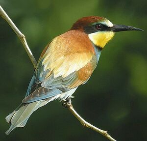 European Bee-eater 
&copy; Roland Ripoll