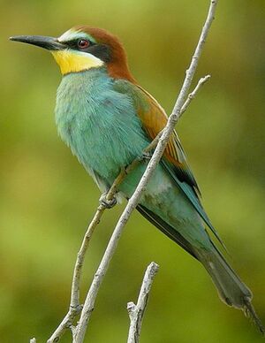 European Bee-eater 
&copy; Roland Ripoll
