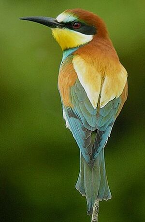 European Bee-eater 
&copy; Roland Ripoll