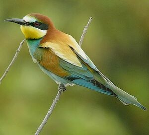 European Bee-eater 
&copy; Roland Ripoll