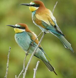 European Bee-eater 
&copy; Roland Ripoll