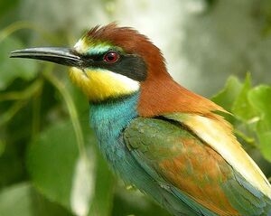 European Bee-eater 
&copy; Roland Ripoll