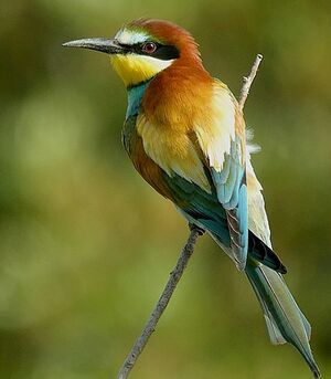 European Bee-eater 
&copy; Roland Ripoll