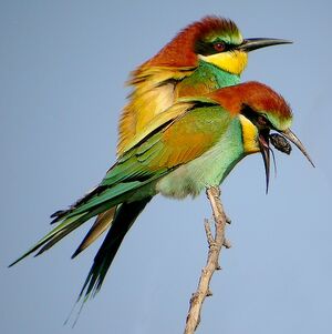 European Bee-eater 
&copy; Roland Ripoll
