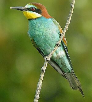 European Bee-eater 
&copy; Roland Ripoll
