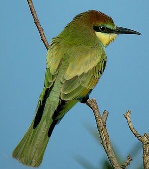 European Bee-eater 
&copy; Roland Ripoll