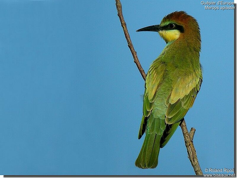 European Bee-eaterjuvenile, identification