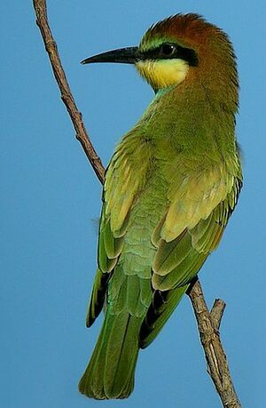 European Bee-eater 
&copy; Roland Ripoll