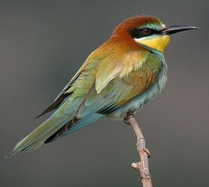 European Bee-eater