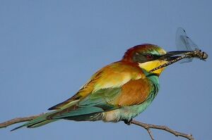 European Bee-eater 
&copy; Roland Ripoll