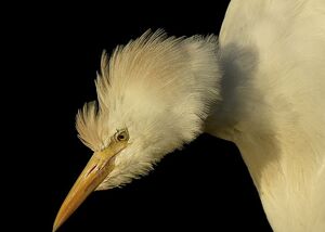 Western Cattle Egret 
&copy; Roland Ripoll