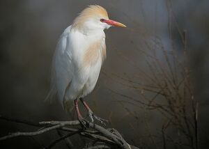 Western Cattle Egret 
&copy; Roland Ripoll