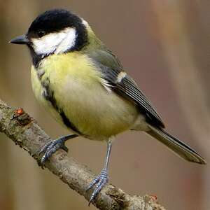 TÉLÉCHARGER CHANT MÉSANGE CHARBONNIÈRE MÉSANGE CHARBONNIÈRE CHANT TÉLÉCHARGER