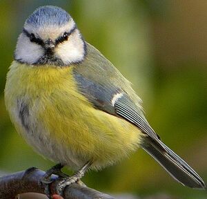 Eurasian Blue Tit 
&copy; Roland Ripoll