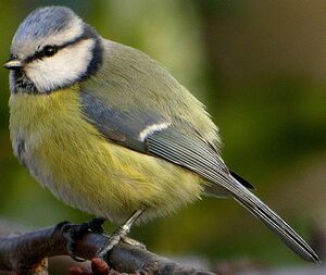 Mésange bleue