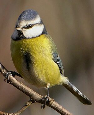 Mésange bleue