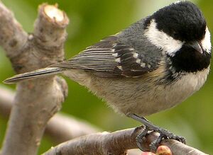 Coal Tit 
&copy; Roland Ripoll