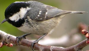 Coal Tit 
&copy; Roland Ripoll