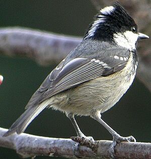 Coal Tit 
&copy; Roland Ripoll