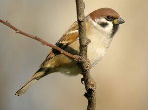 Eurasian Tree Sparrow 
&copy; Roland Ripoll